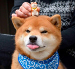 Аватара пользователя