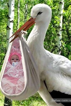 Мечты о приемном ребенке не сбылись. Дайте совет. - getImage258.jpg