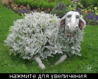 овечечка :  - 30046_t_640x480_137_1.jpg