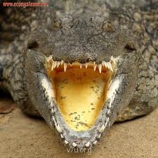 Семья Комиссара - images.jpg