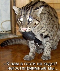 Это примерно я.Очень похожа. - IwQM-METe94.jpg