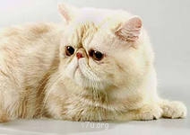 Кузнечик счастья. Очень мужская история - iдбьорп.jpg