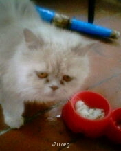 Наши любимые домашние питомцы - IMG1484A.jpg