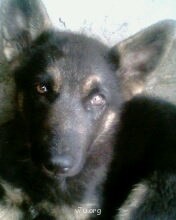 Наши любимые домашние питомцы - IMG1486A.jpg