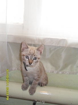 Наши любимые домашние питомцы - SDC19507.JPG