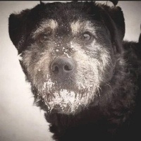 Вы только посмотрите, КАКИЕ глаза у собаки Я даже вздрогнула, когда увидела. Как будто глубоко травмированный человек на вас смотрит. - DqmDs3nWFtU.jpg