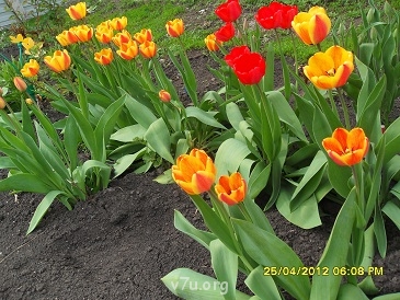 Украшения для участка - SDC11240.JPG