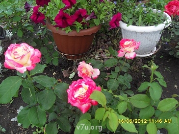 Украшения для участка - SDC11596.JPG