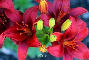 На пути к приемной семье - 26272.jpg