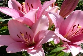 Приемную семью судят  - 25574.jpg