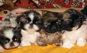 Собака - хороший подарок? - images.jpeg