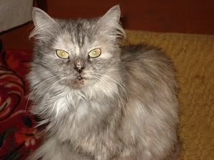 вот наша нянька - DSC00582.jpg