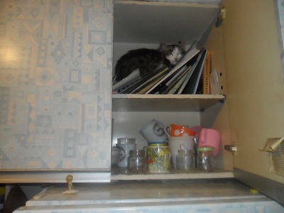 Наши любимые домашние питомцы - SAM_0524.jpg