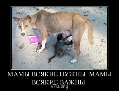 В мире интересного - собачка.jpg