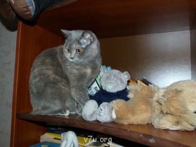 Маруська (Маркиза)