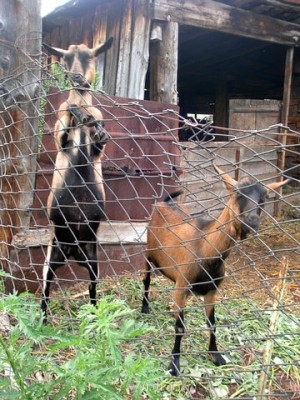 Пипетка, гламурная Катя и другие - длшобдрбол.jpg