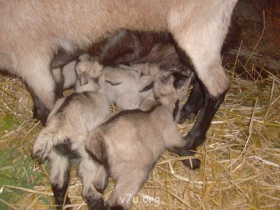 Пипетка, гламурная Катя и другие - дждлдл.jpg