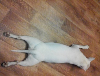 Крик души: возьмите меня в семью  - IMG-b50e12479293ea0609537ed4dfaf5eb7-V.jpg