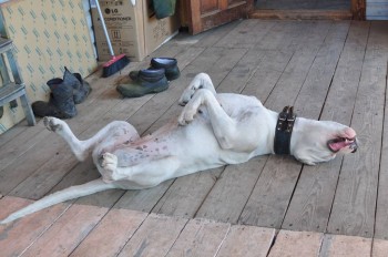 Крик души: возьмите меня в семью  - DSC_0281.jpg