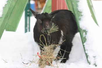 Козлята камерунской карликовой породы подарю;  - IMG_0696.JPG