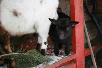 Козлята камерунской карликовой породы подарю;  - IMG_0522.JPG