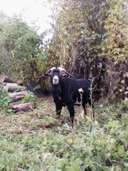 Наши козы - IMG_20180223_204242_980.jpg