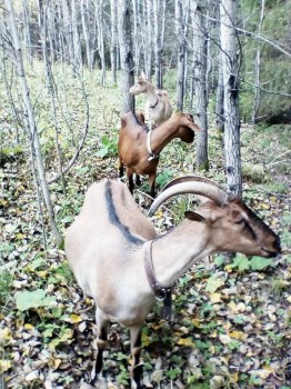 Наши козы - IMG_20180226_230559_584.jpg