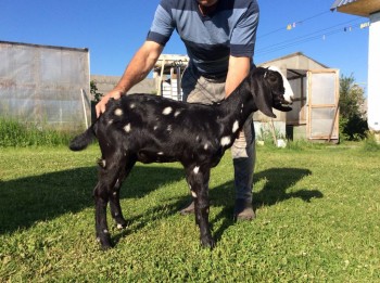 Наши козы - image.jpg