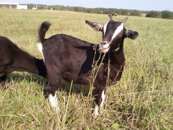 Наши козы - IMG_20170910_110138.jpg