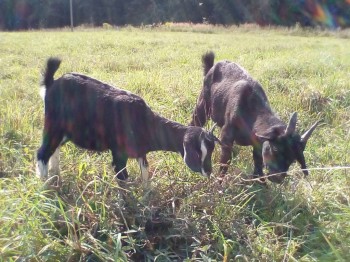 Наши козы - IMG_20170910_110035.jpg