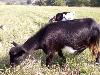Амина, процентная альпо-камерунка, пока беременная, на неё большие надежды, она чуть больше камерушек (около 60 см), надеюсь на хорошие удои (в пределах мини коз конечно, на удои нубов и заанов не претендую)