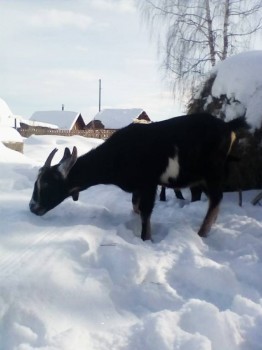 Наши козы - IMG_20180301_183738_059.jpg