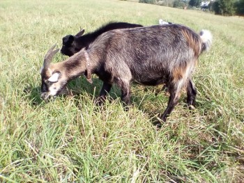 Карина, тоже процентная альпо-камерунка, куплена уже дойной, удой 2 л первым окотом, сейчас беременна