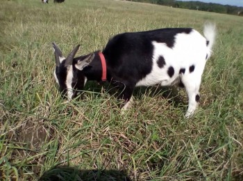 Красотка, вроде чистокровная (фенотипично), но без документов, рост где-то 45-47 см, удой максимальный был 1,1 л, первый окот<br />Самая вредная и злая (по отношению к сородичам коза)