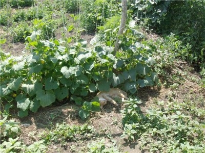 Пипетка, гламурная Катя и другие - 579c7f25f7c5.jpg