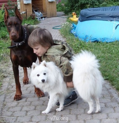 Эту девочку зовут Елизавета - P8072381-собаки.jpg