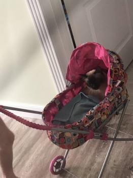 Как два пенсионЭра взяли из ДД мальчика К 10 лет - 05BB1AED-8AD1-4AB9-9BD7-CD4B26A28B89.jpeg