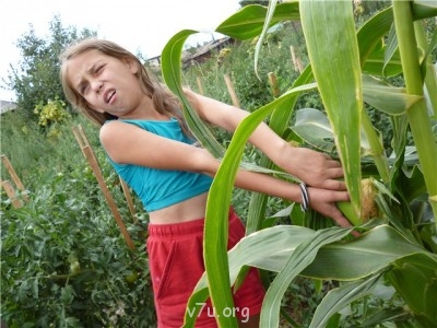 Пипетка, гламурная Катя и другие - 3ef606f4aafa.jpg