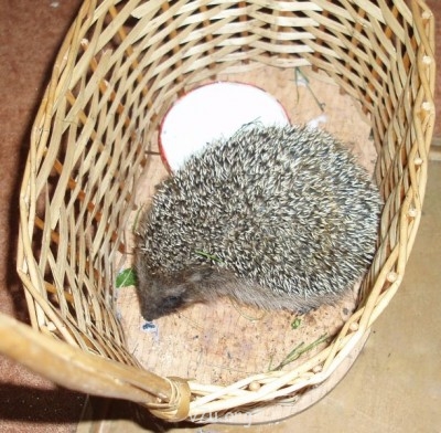 Эту девочку зовут Елизавета - ежик.jpg