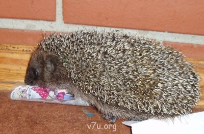 Эту девочку зовут Елизавета - ежик1.jpg