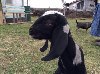 Наши козы - image.jpg