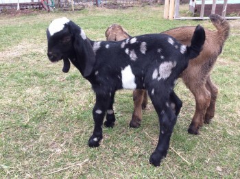 Наши козы - image.jpg