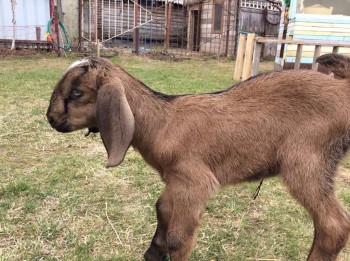 Наши козы - image.jpg