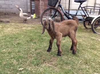 Наши козы - image.jpg