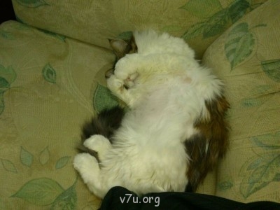 Усыновление двоих детей сразу - IMG-20130906-WA00011094748380.jpg