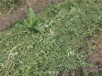 Пипетка, гламурная Катя и другие - 858fe9f557f3.jpg