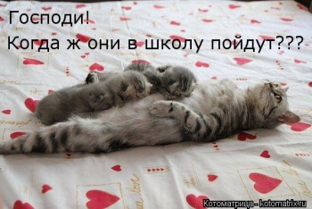 Самомама. Поддержите меня, пожалуйста - kotomatritsa_Nk.jpg