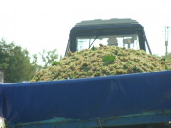 Отдых летом с палатками в Крыму. - DSC05192.JPG