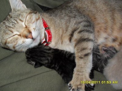 Наши любимые домашние питомцы - SDC16423.JPG