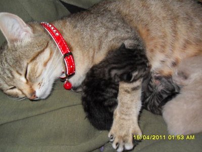 Наши любимые домашние питомцы - SDC16424.JPG